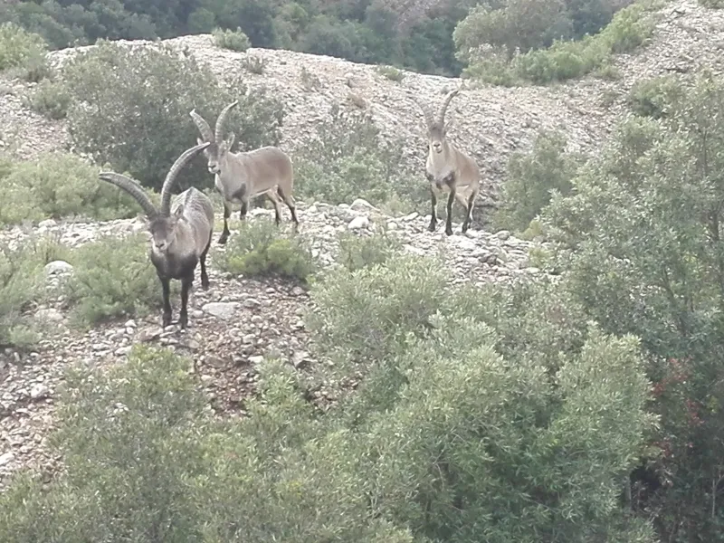 Montserrat Land of Shrines - Guided nature tour