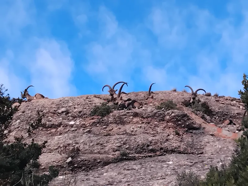 Montserrat Monastery and Mountain Hike - Hiking near Barcelona